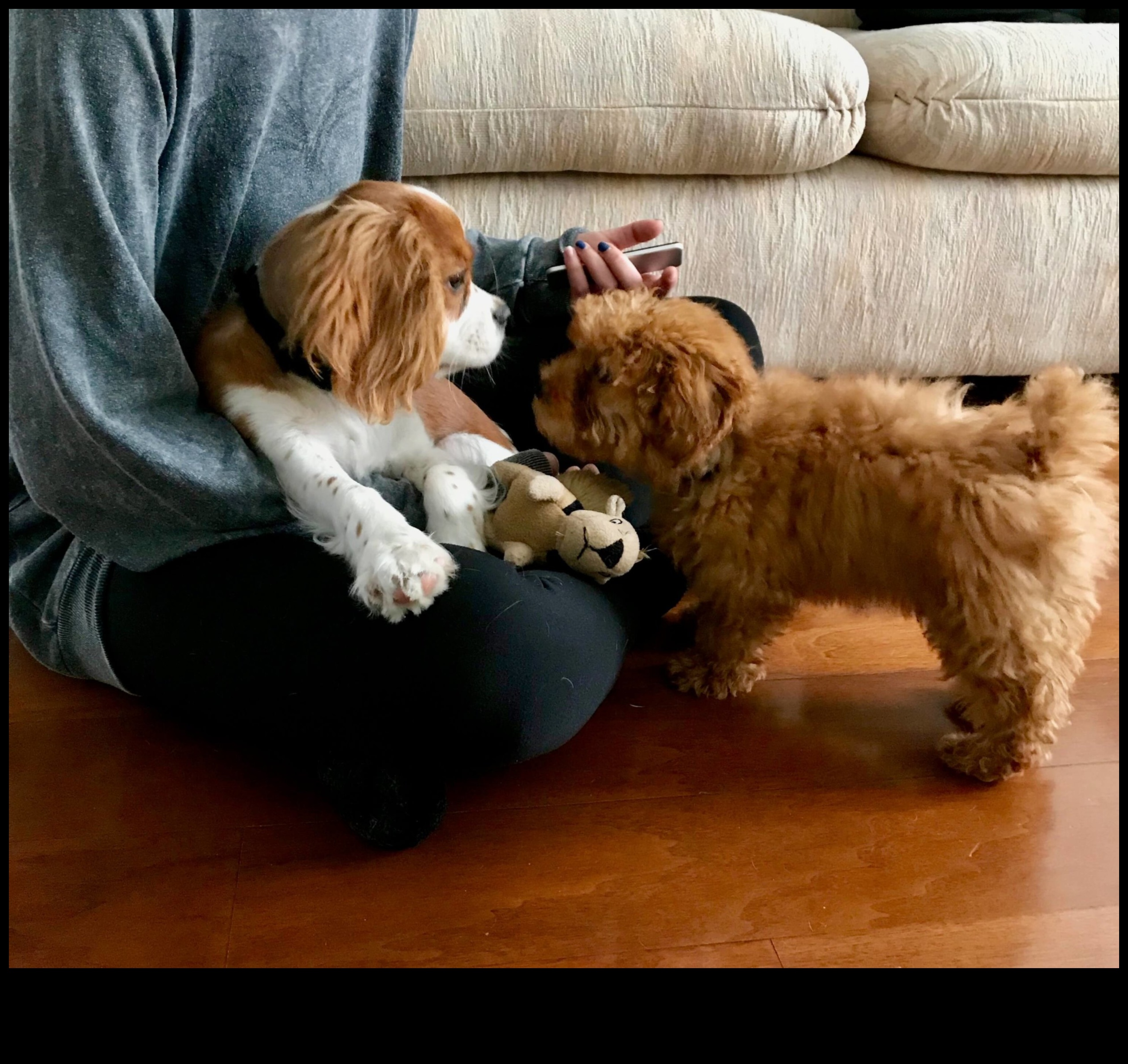 Yavru Köpek Oyun Grubu Temelleri: Yavru Köpeğinizi Diğer Köpeklerle Sosyalleştirmek