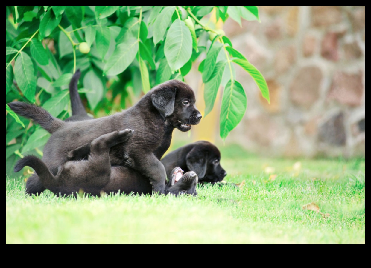 Yavru Köpek Oyun Grubu Temelleri: Yavru Köpeğinizi Diğer Köpeklerle Sosyalleştirmek